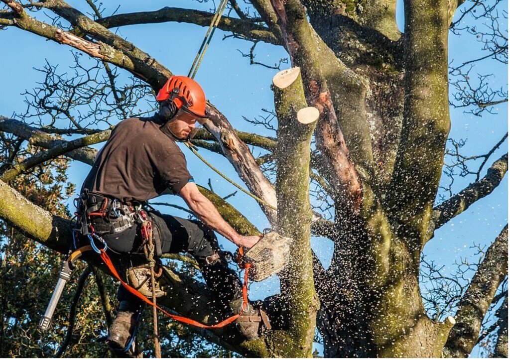 Baumpflege Baumschnitt Ahrensfelde