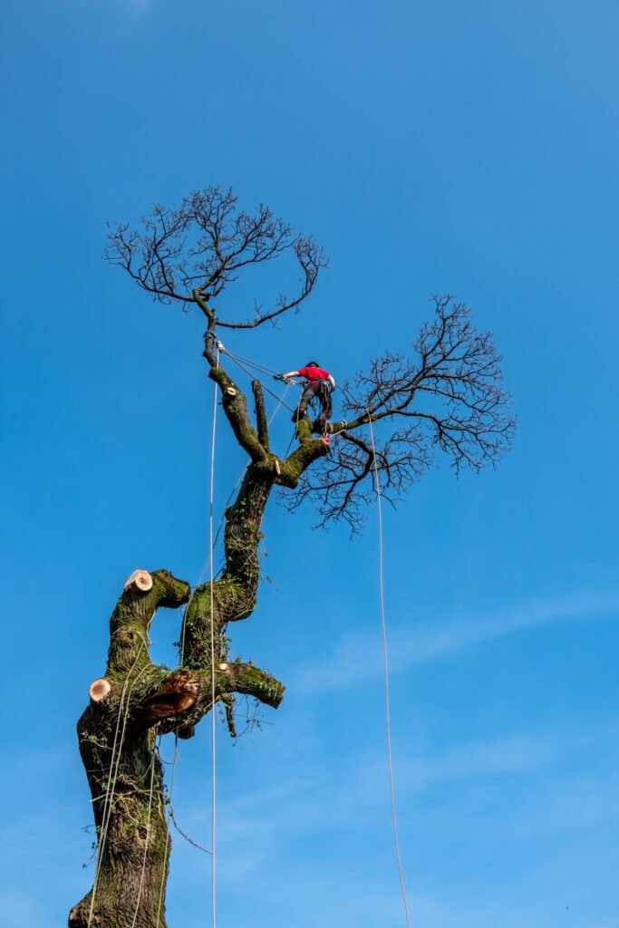 Baumpflege Ahrensfelde