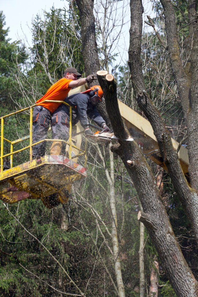 Baumpflege Baumkontrolle Ahrensfelde