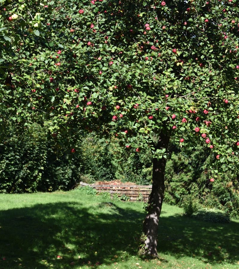 Obstbaumschnitt Baumpflege Ahrensfelde